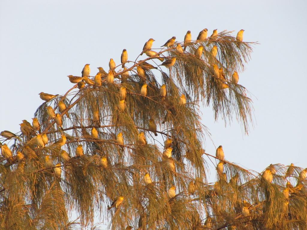 Bazouk Du Saloum Ecolodge Mar Lodj 部屋 写真